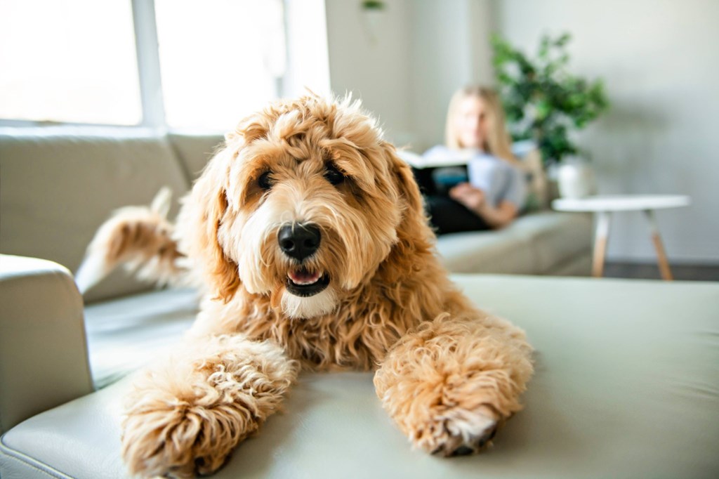 A small dog with curly fur is lying on a grey couch