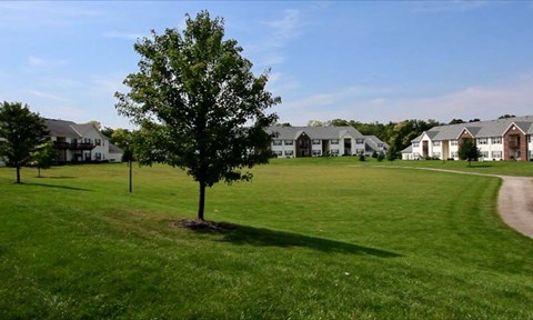 A tree stands in a grassy field in front of a row of houses.
