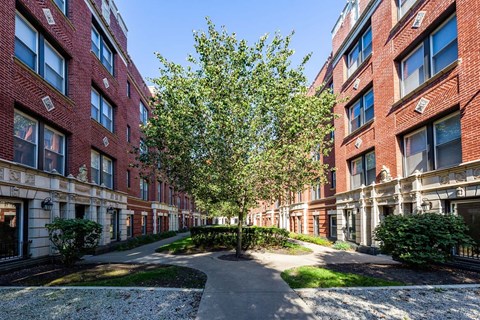 A tree in the middle of a courtyard surrounded by buildings.