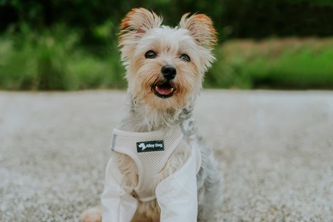 A small dog wearing a white jacket with the words "All Dog" on it.
