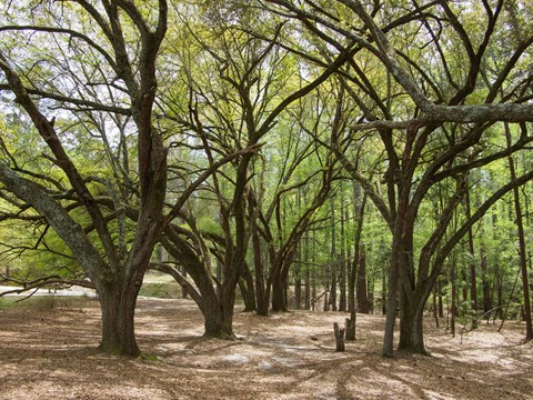 A forest of leafless trees stands in a field.