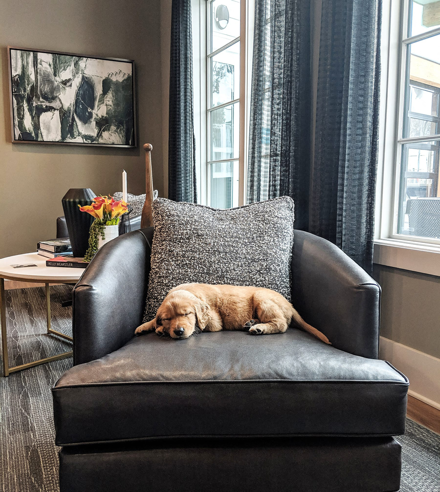Dog Friendly Community at The Ellis, Savannah, GA