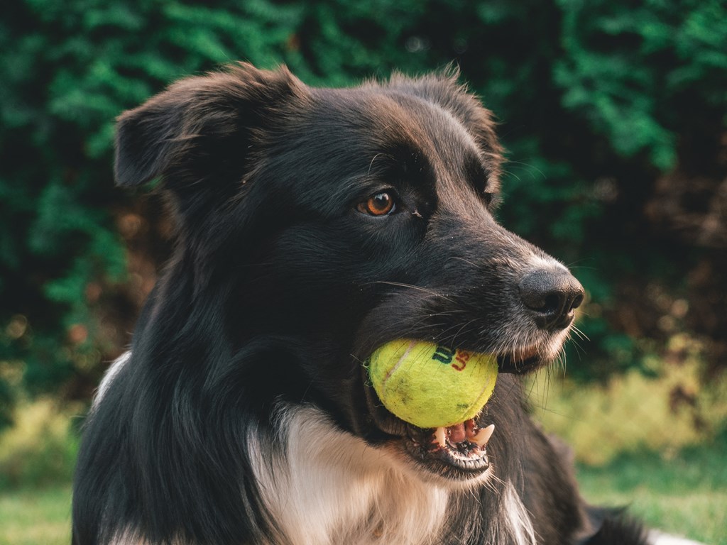 Dog with tennis ball at The Corwyn South Point, McDonough, GA, 30253