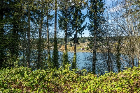 A serene lake surrounded by trees and bushes under a clear sky.