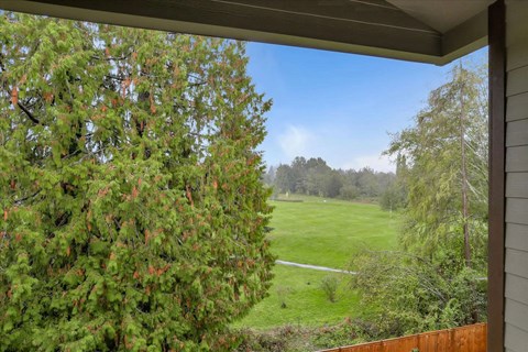 A view from a window looking out to a green lawn and trees.