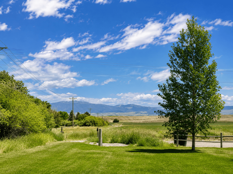 A tree stands in a grassy field with a mountain range in the background.