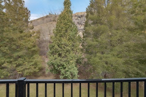 A mountain is in the background of a forest.