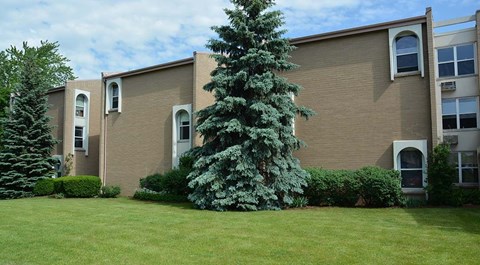 A green tree in front of a tan building.