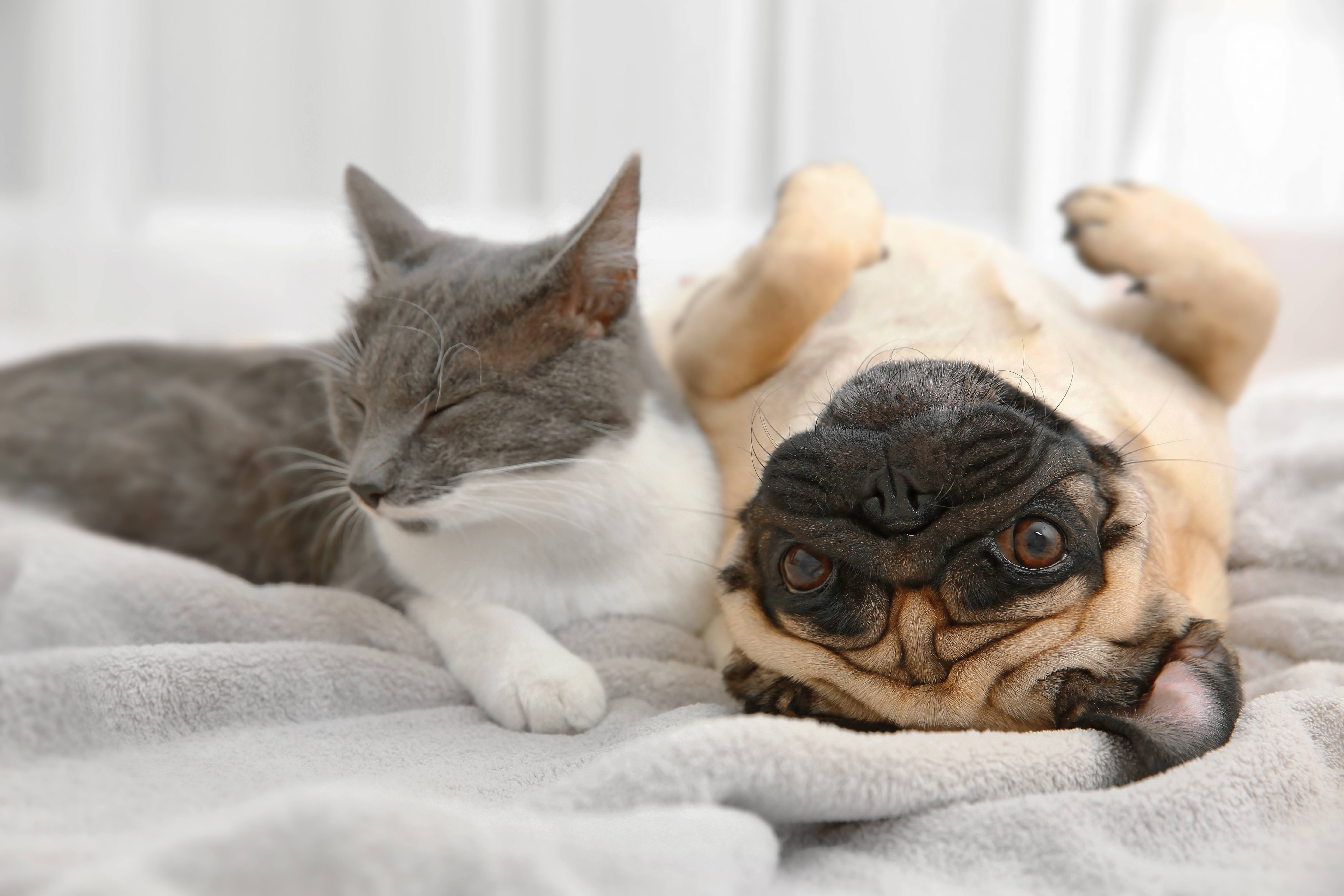 Pet Friendly