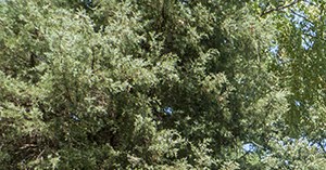 Lush, Mature Landscaping The Crossings at Bramblewood | Richmond, VA