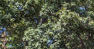 Brooksfield Apartments San Antonio, TX Brooksfield Apartments San Antonio, TX - Photo Gallery 2