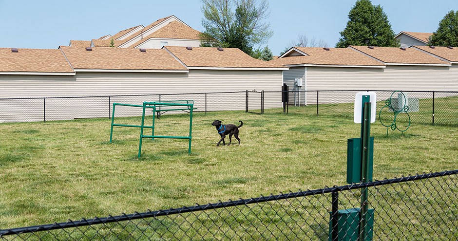a dog running around in a fenced in backyard