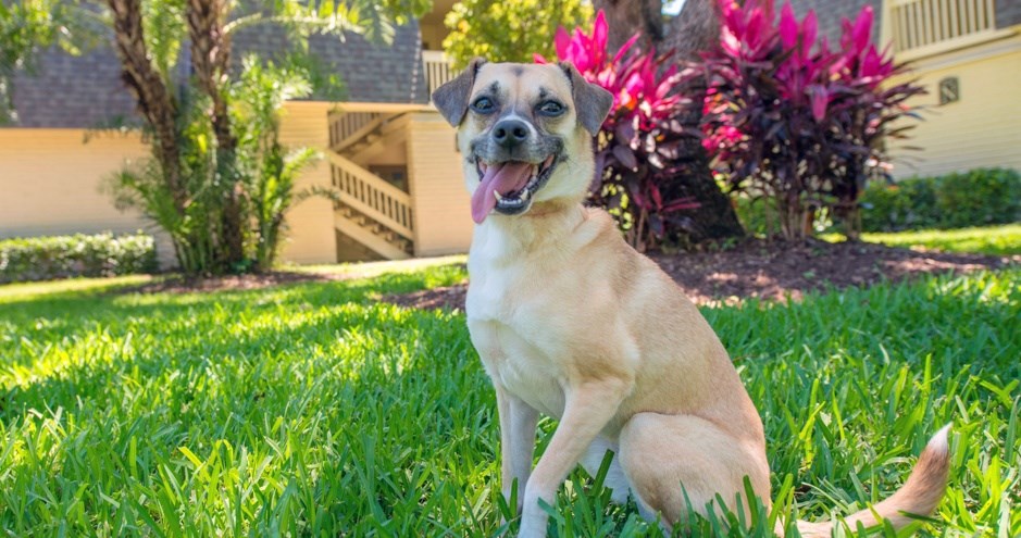 Westmount at Winter Park | Winter Park, FL