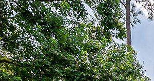 Stoneleigh on Kenswick Beautiful Green Space, Humble, Texas Stoneleigh on Kenswick Beautiful Green Space, Humble, Texas - Photo Gallery 4