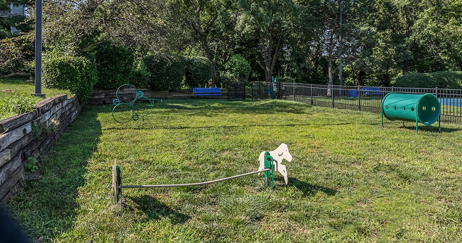 a white horse in the grass in a park