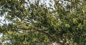 Well Manicured Grounds Pavilions at Deer Chase | Deerfield Beach, FL - Photo Gallery 4