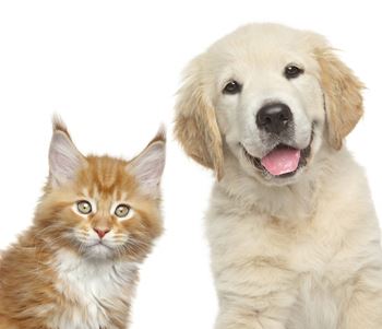 a cat and a dog sitting next to each other