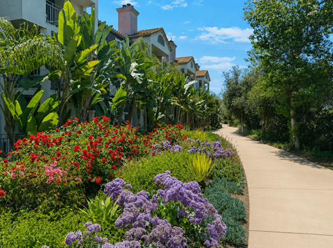 A garden with purple flowers in the foreground and a building in the background.