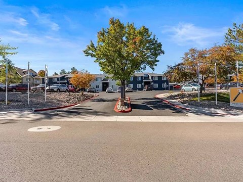 A tree with autumn leaves stands in the middle of a roundabout.