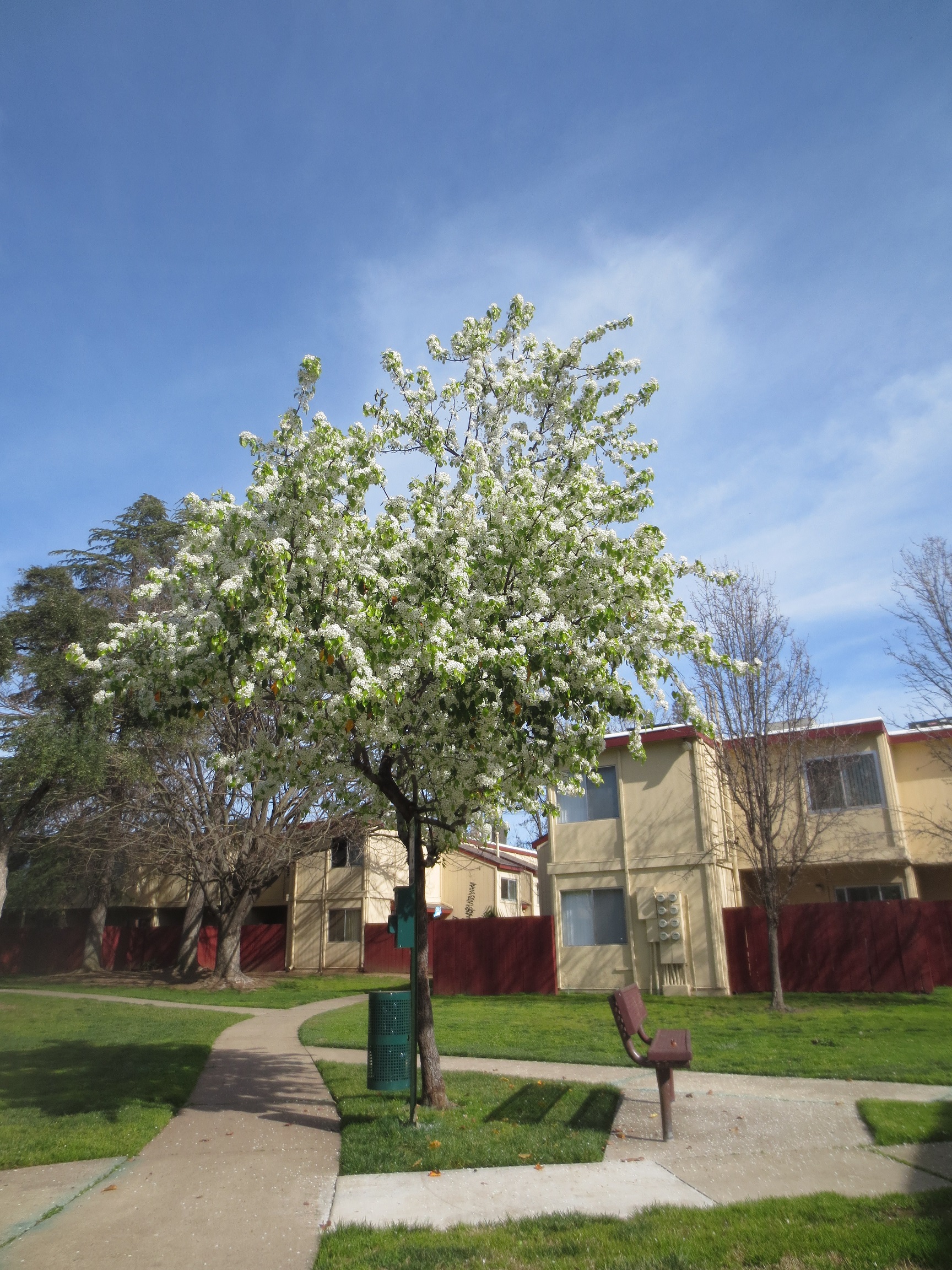 American River Gardens grounds bench and trash can near flowering tree in front of buildings and grass with concrete walkway