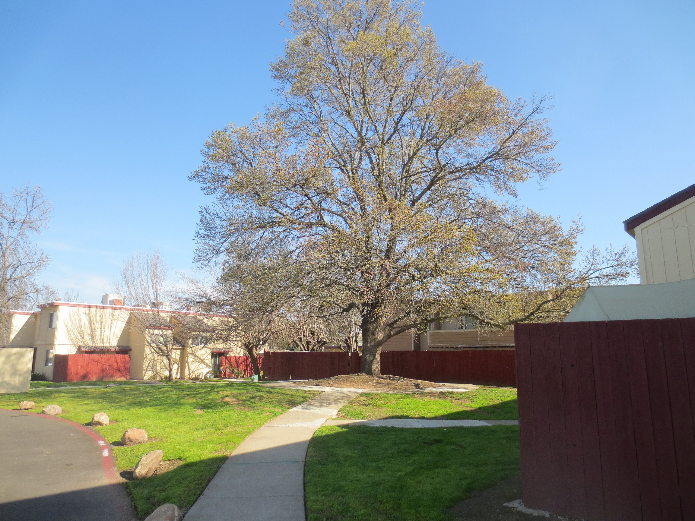 American River Gardens walkway leading up to large tree with grass and buildings on either side