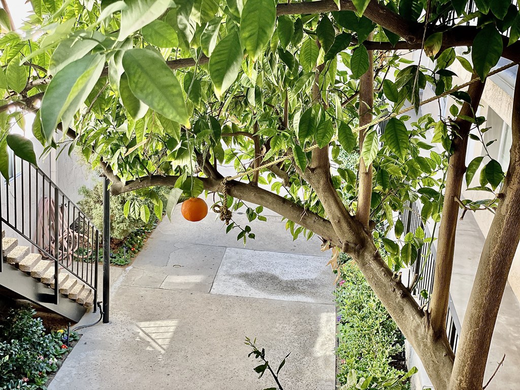 Apartment Building in Encino Greenery