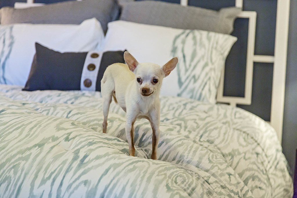 Pet at The View at Horizon Ridge, Henderson, NV, 89012