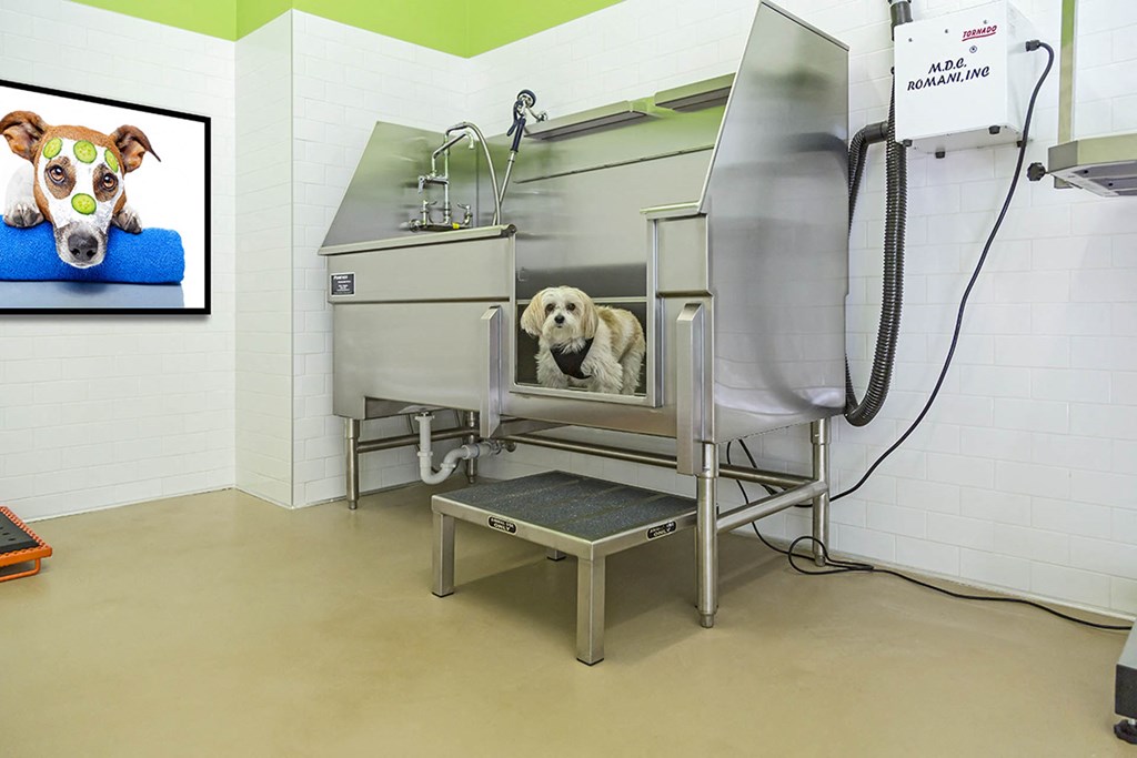 Pet bath at The View at Horizon Ridge, Nevada, 89012