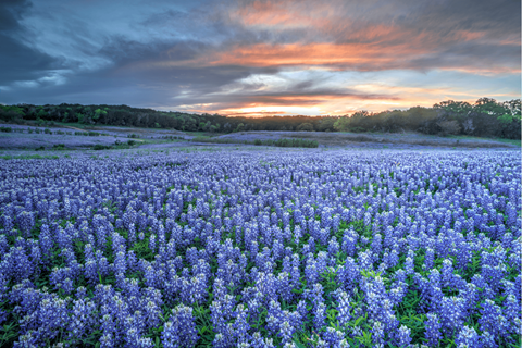 A field of purple flowers under a cloudy sky.