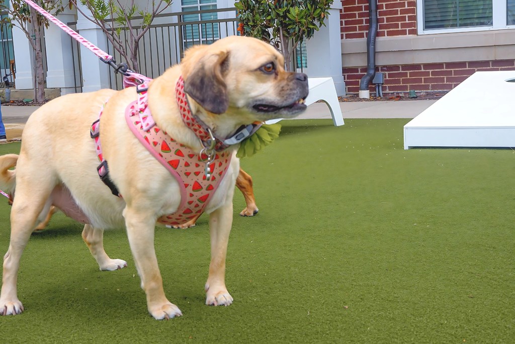 A dog is standing on a the artificial turf at the entertainment park in Era Apartments in Denton, TX.