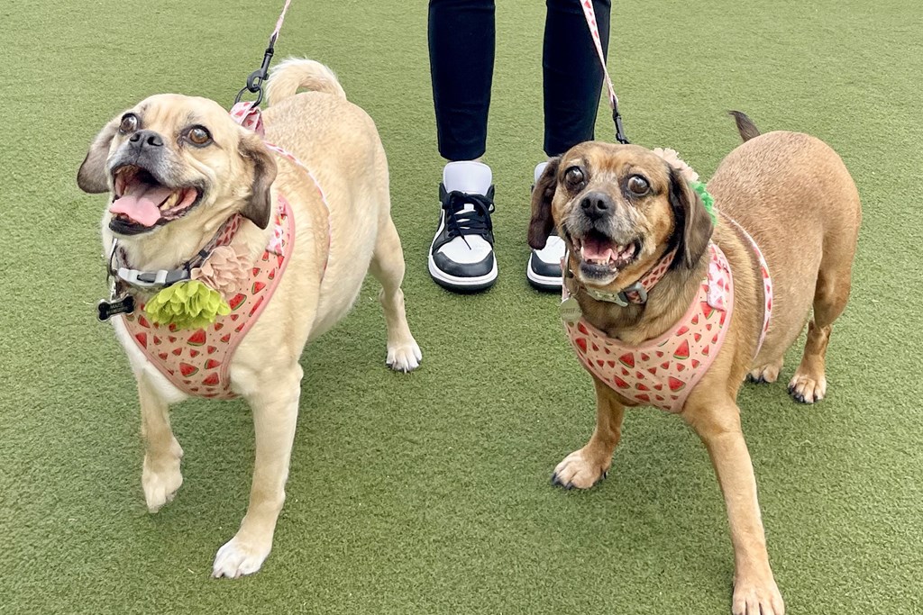 Two dogs on leash in the entertainment park at Era Apartments in Denton, TX
