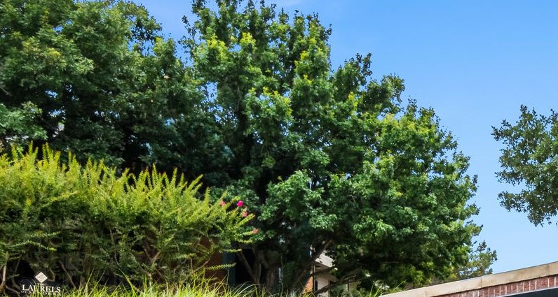 Laurels Of Sendera Apartments In Arlington Tx