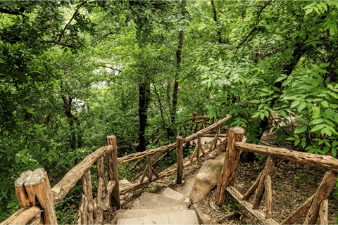 A wooden bridge in a lush green forest.