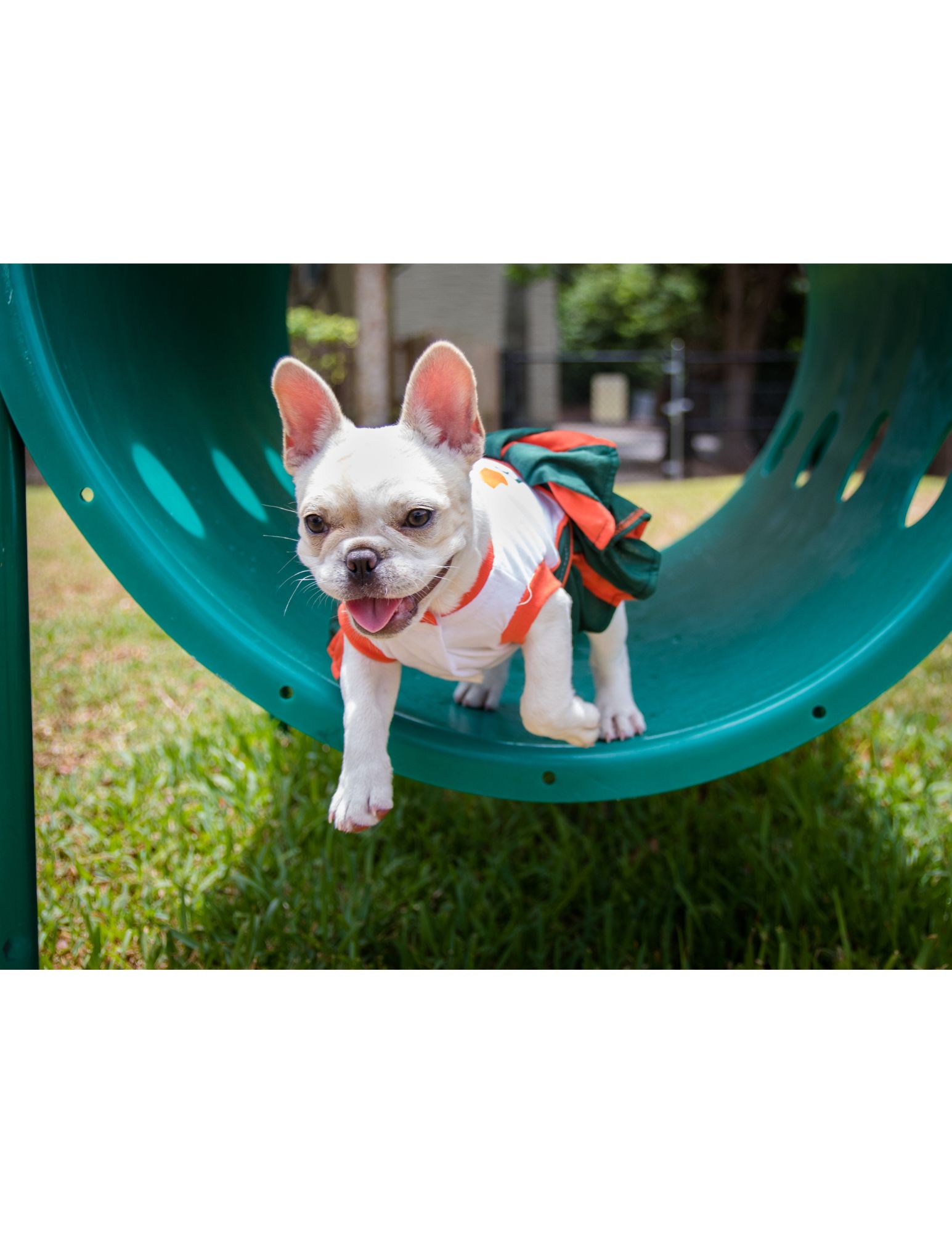 A small white dog with a red collar is sitting on a green slide.