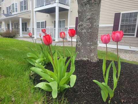 10 Pine Acres Road 1-2 Beds Apartment for Rent