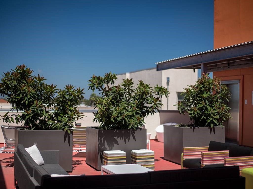 Roof top Terrace Plants