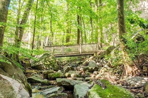 A small bridge over a stream in a lush green forest.