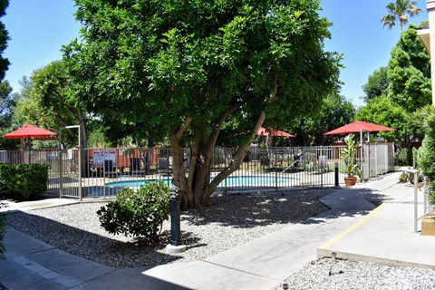 a swimming pool with a tree in front of a fence