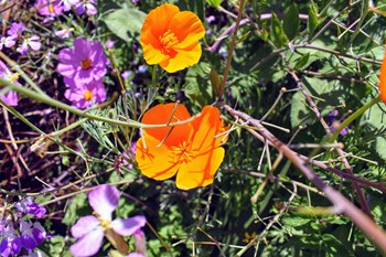 Colorful flowers