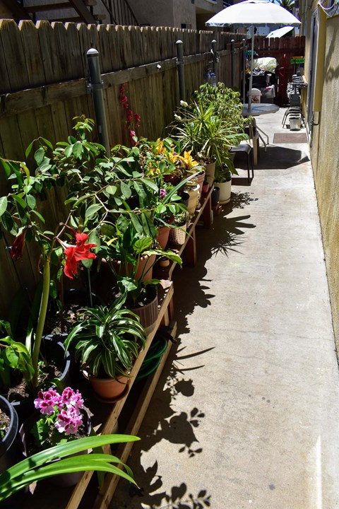 a row of potted plants sitting next to a sidewalk
