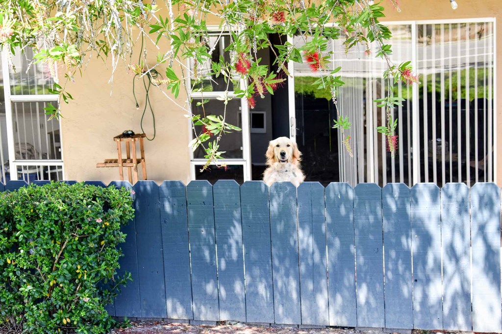 private patio with golden retriever looking over fence