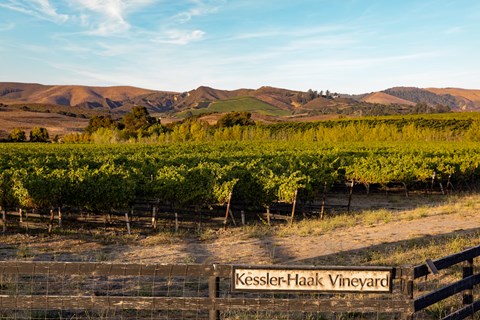 a vineyard with a fence and mountains in the background