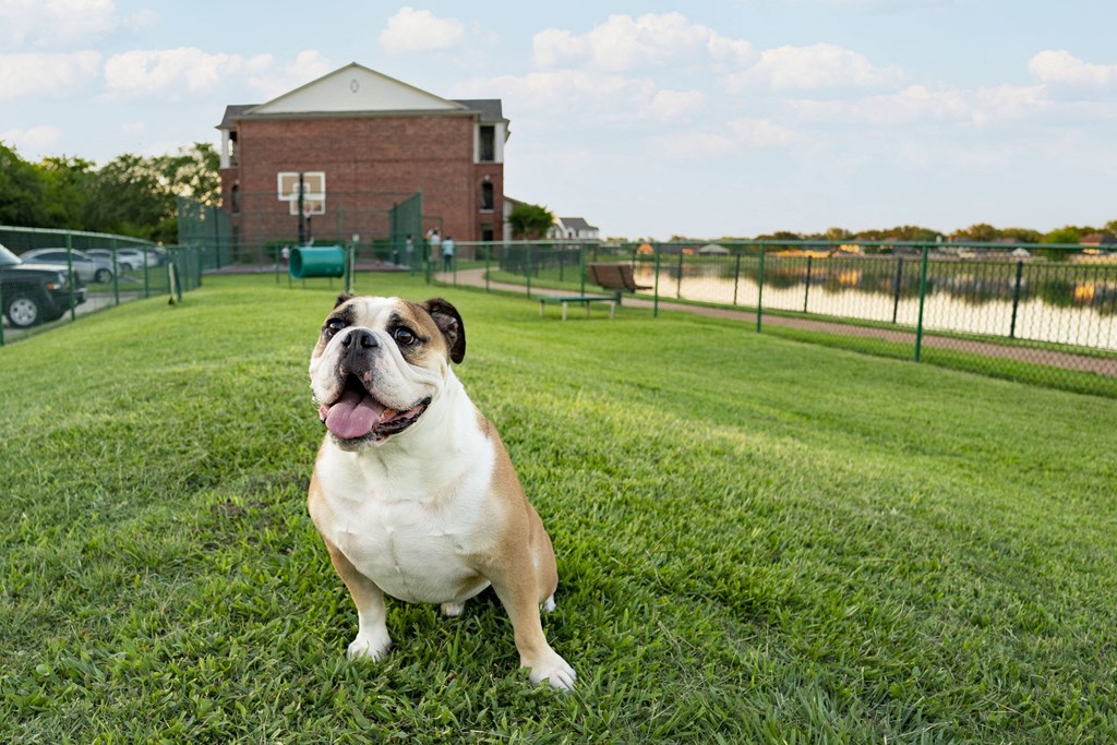 a dog sitting on a grassy field in front of a building