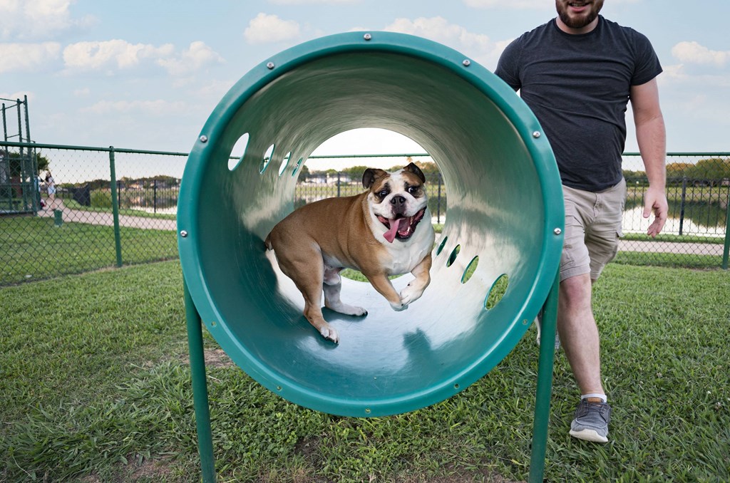 a dog going down a slide with a man in the background