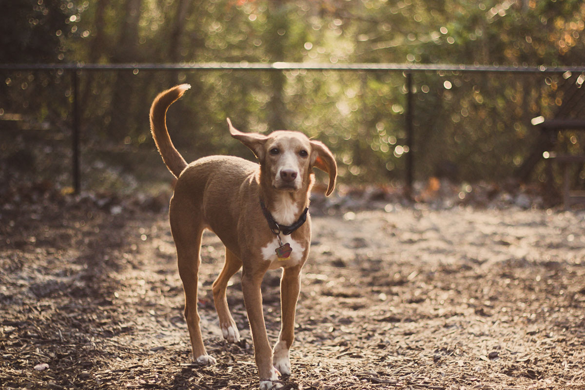 Pet-Friendly Apartments at Stone Creek at Brookhaven GA 30329