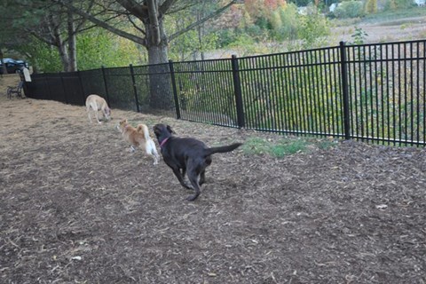 A black dog is running towards a group of three other dogs.