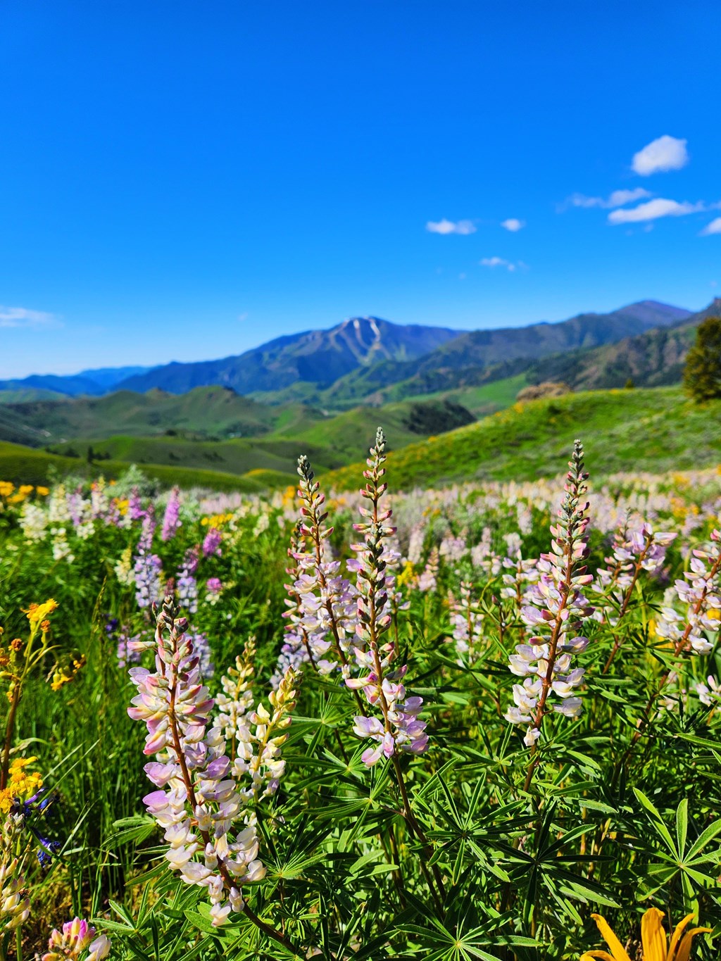 A field of purple and white flowers with mountains in the background.
