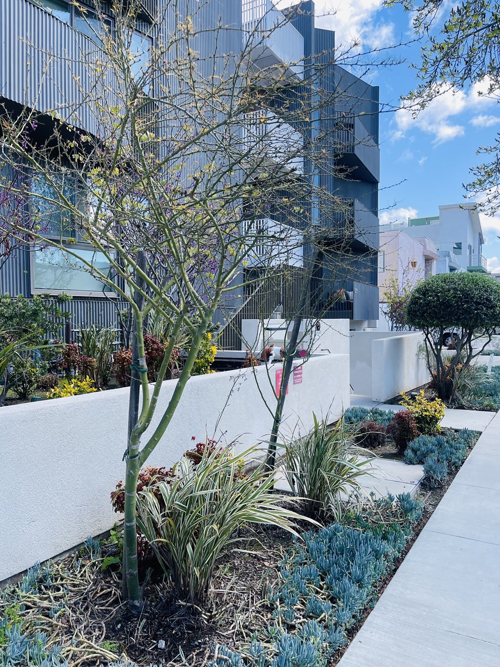 A garden with a variety of plants and a white wall.