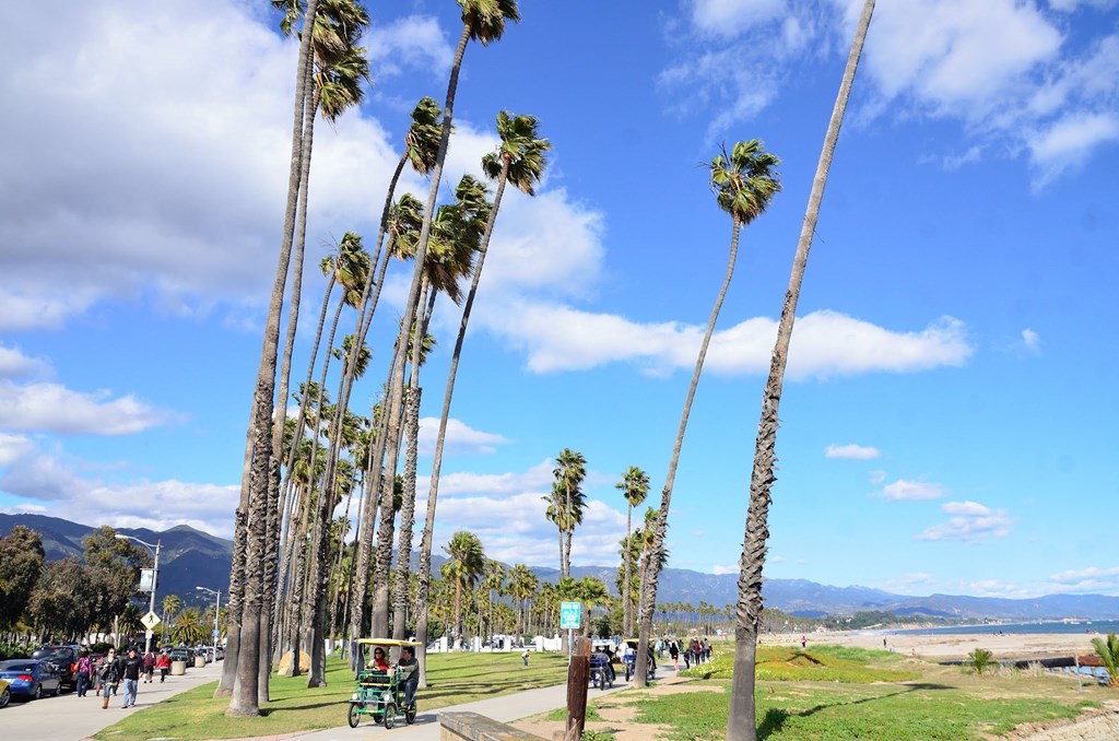 Santa Barbara Palm Trees at Plaza Riviera, Santa Barbara, CA