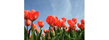 a field of red tulips with a blue sky background